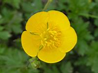 Renoncule - Renonculus Gouani (fam. Renonculacees) (05) (Photo F. Mrugala)